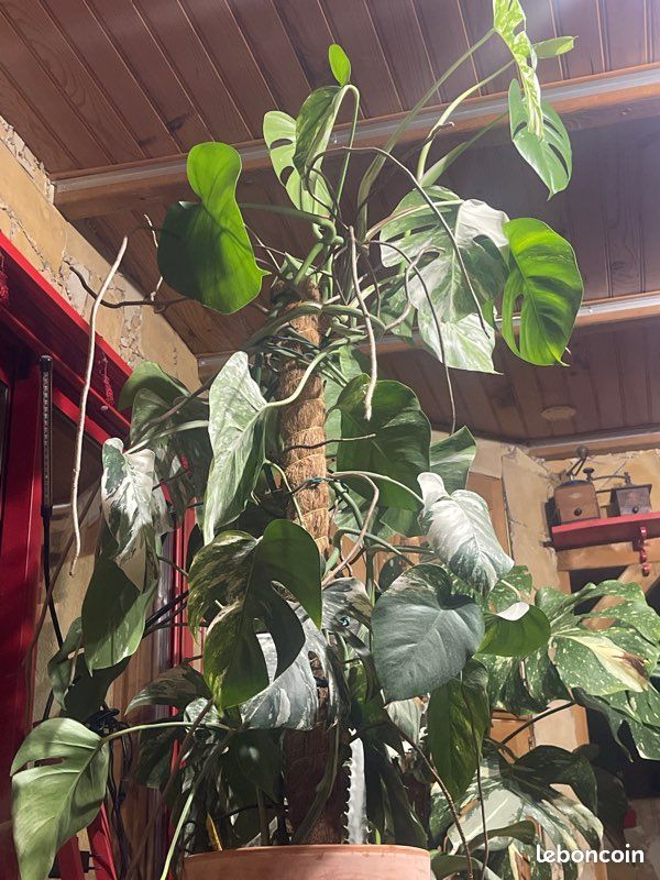 Monstera variegata en lechuza pon tres grande - Jardin & Plantes
