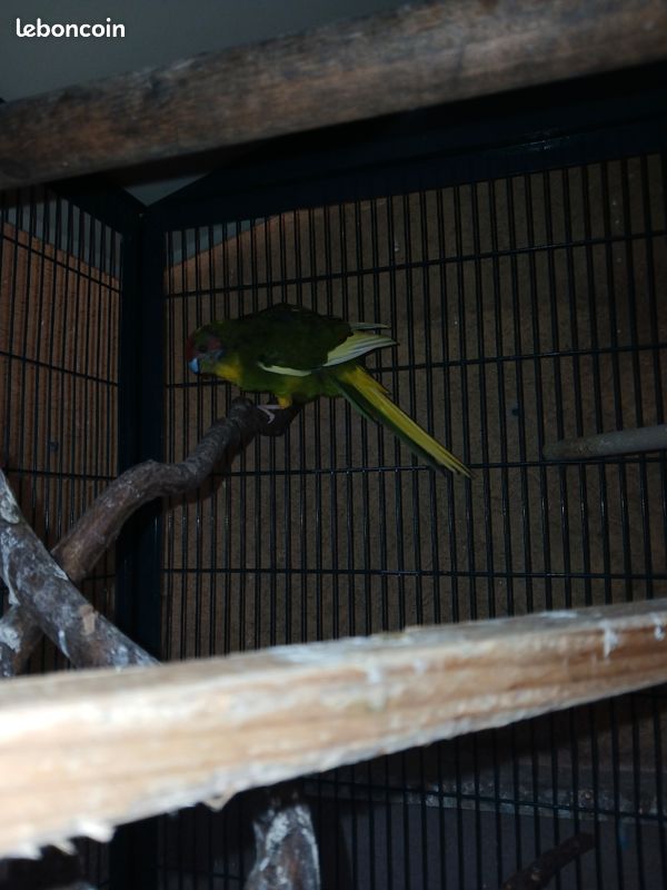 Kakariki mâle (image 2)