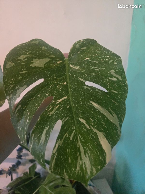 Bouture de tête Monstera Thaï Constellation (image 1)