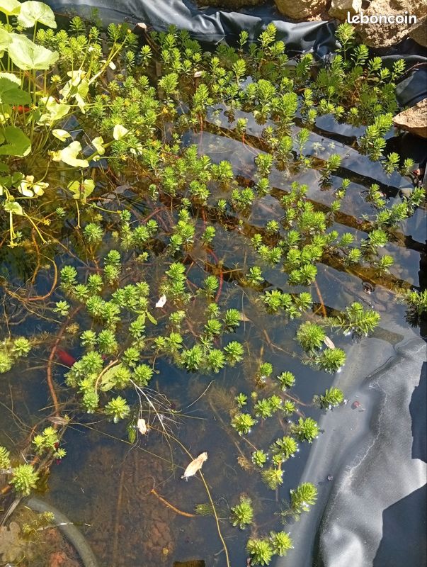 Plante de bassin (image 1)