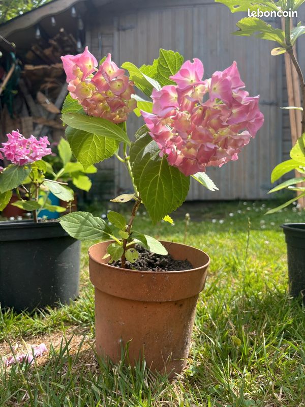 Hortensia en pot (image 4)