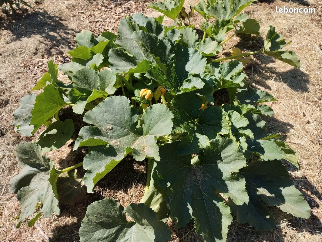 Vends légumes jardin potager permaculture : Tomates Courgettes Concombres Blettes Poivrons Piments etc (image 2)