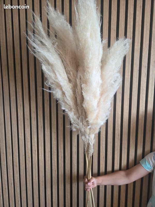 Pampas (image 1)