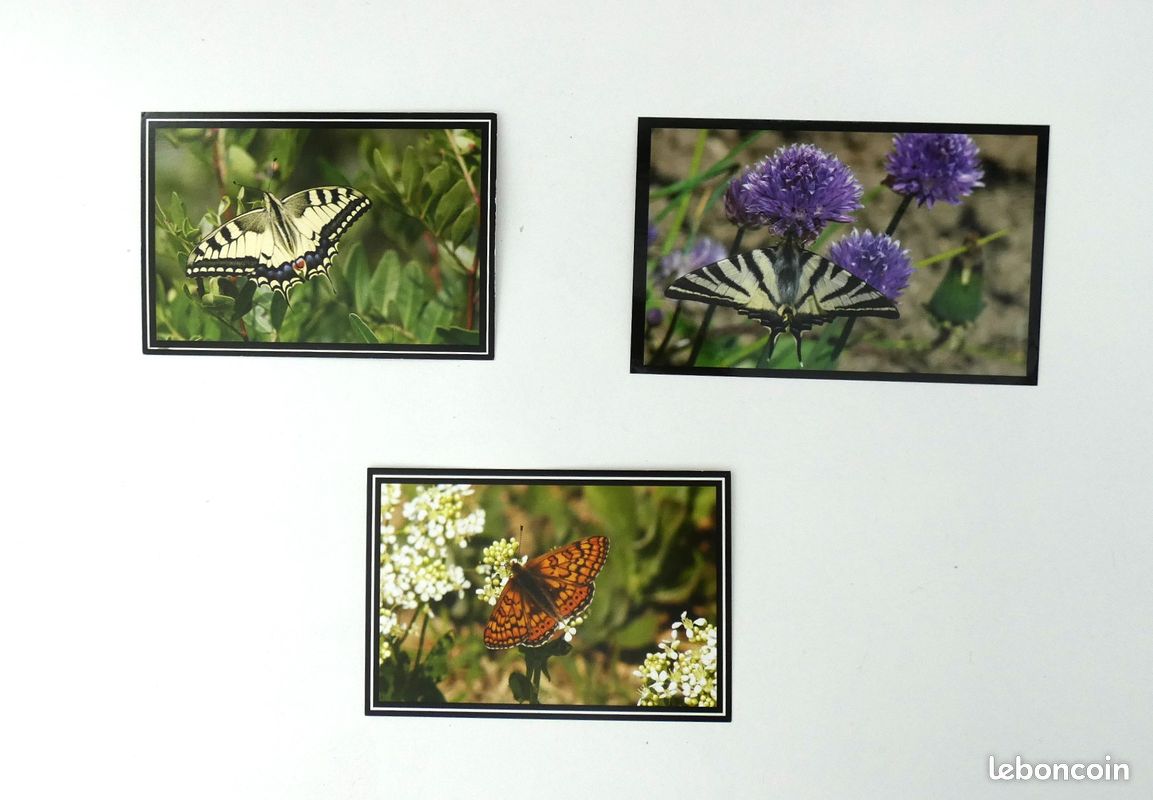 Carte Postale Neuve - Trois Beaux Papillons De Nuit - Art Insecte, époque Chrome