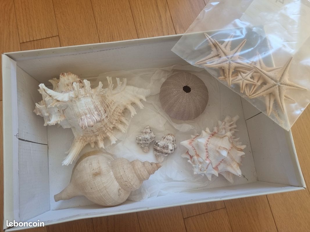 Coquillages nacrés de collection ou décoration et étoiles de mer (image 1)