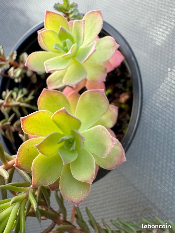 3 plantes grasses en pot (image 1)