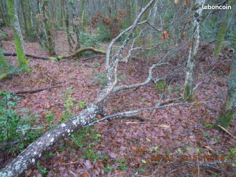 Tête de chêne (image 1)