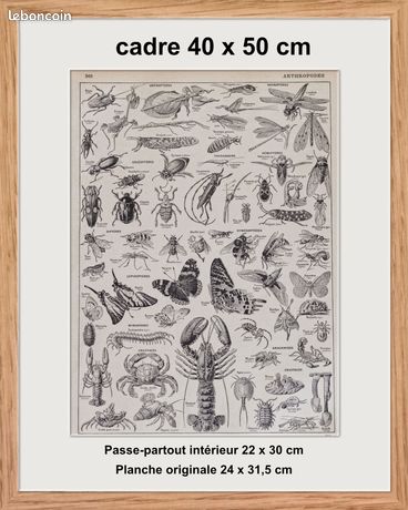 Dessin Original Criquets – Entomologie – Collection Perrier & Cépède – 151 Cm