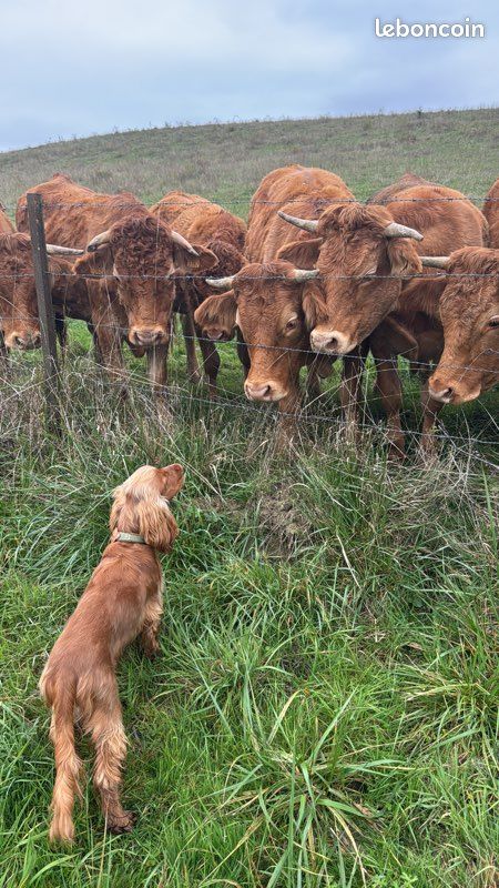 🐾 Présentation de Veni – Futur reproducteur Cocker Spaniel LOF 🐾 (image 2)
