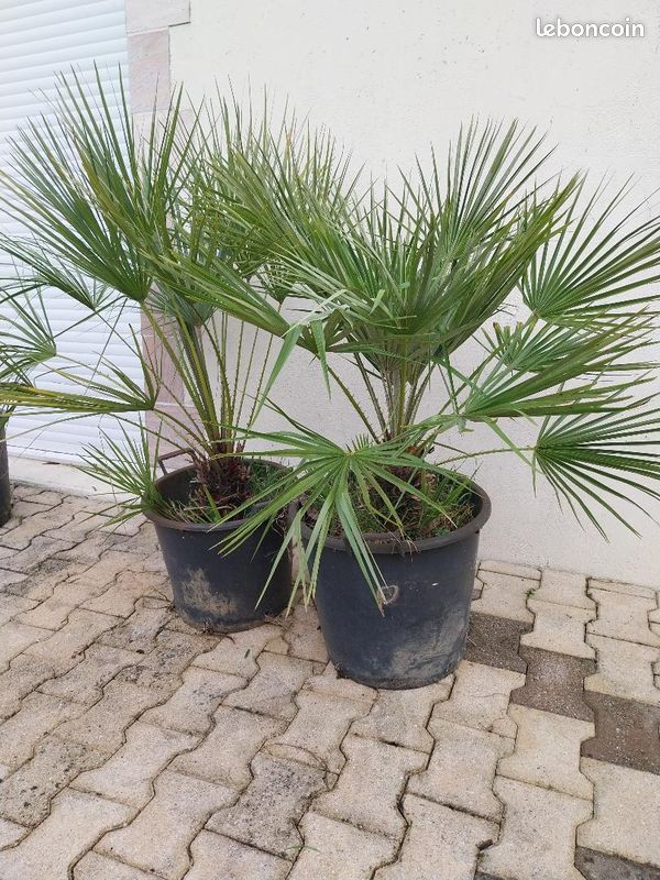 Palmier Chamaerops humilis rusticité -13°C (image 4)
