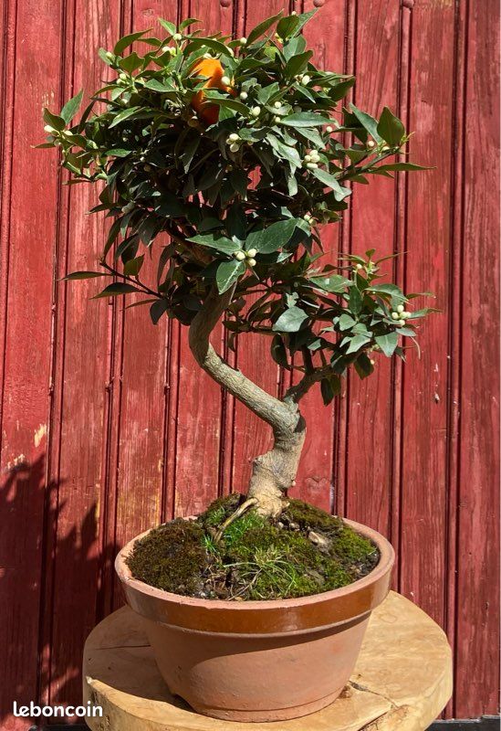 Bonsa agrume citrus myrtifolia. Mandarinier chinois 16ans. Prt  fleurir  - Jardin & Plantes