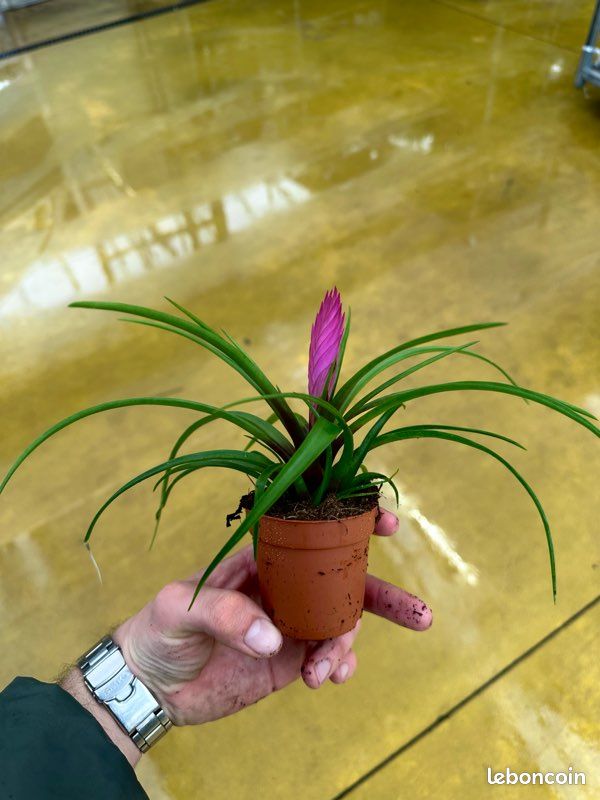 ⚠️Destockage : Tillandsia cyanea « Pink Quill » pot 6cm ( plante d’intérieur / terrarium / paludarium / bromelia / Monstera / philodendron / bégonia) (image 2)