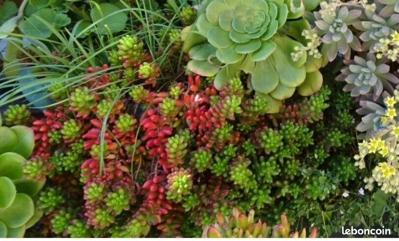 Sedum Rubrotectum Rosea (image 3)