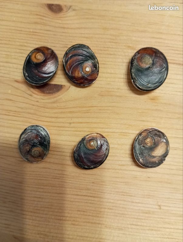Oeil de sainte Lucie (image 2)