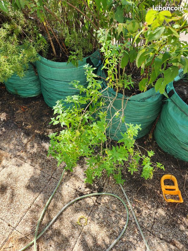 Arbres fruitiers et plantes aromatiques, de 15 à 40 en fonction de la taille (image 10)