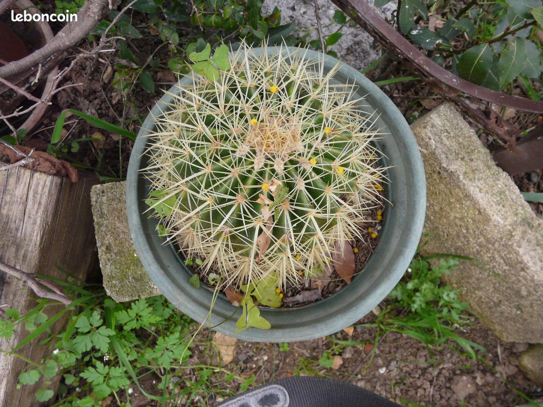 Coussin de belle mere cactus Grusonii - Jardin & Plantes
