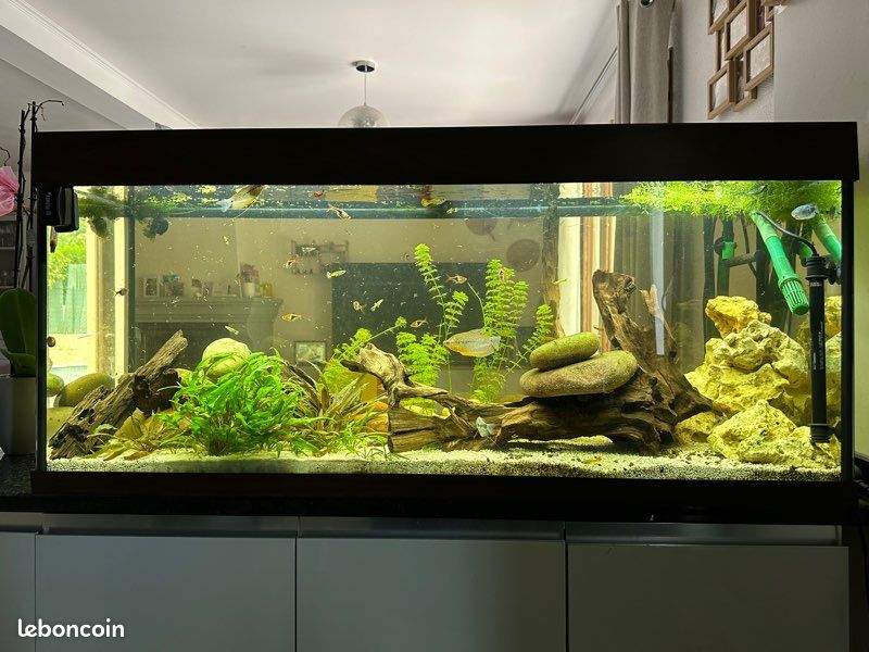 Aquarium complet 240 litres (image 1)