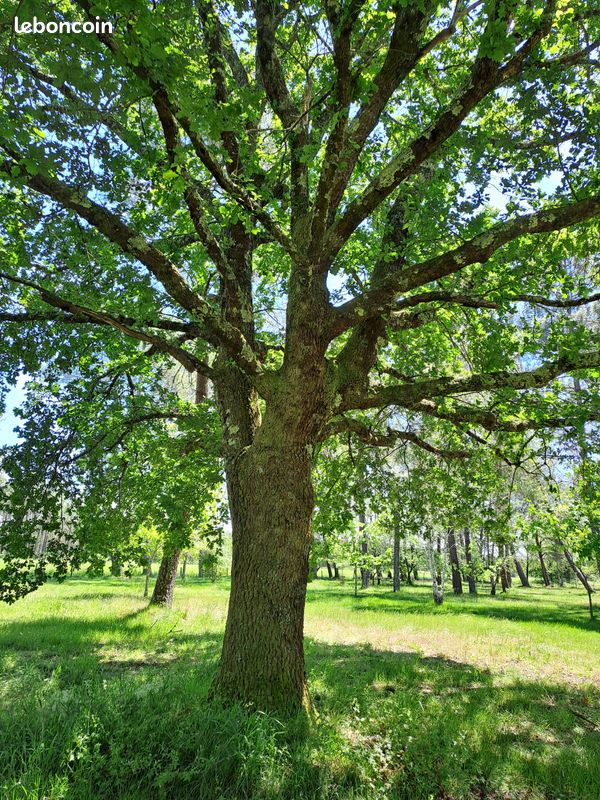 Terrain 1,8 hectares en Gironde · à Belin-Béliet · 238 000 €