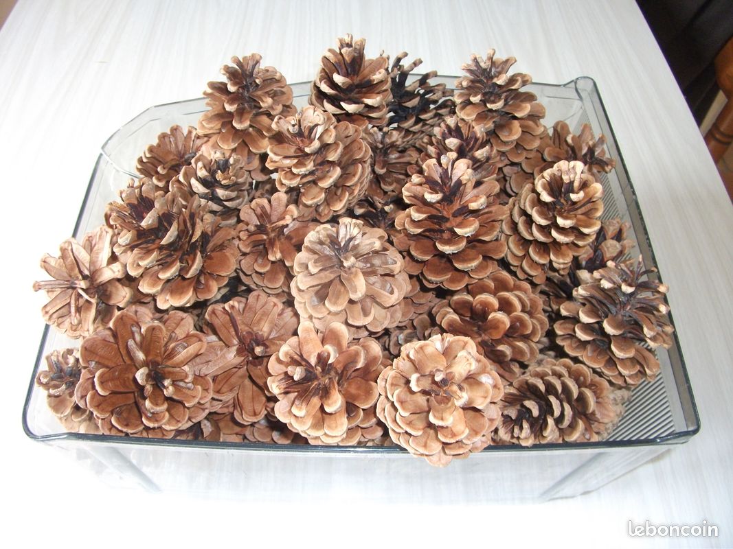 Lot De 50 Mini Pommes De Pin Naturelles - Décoration Maison Automne/hiver, Remplissage Vase, Loisirs Créatifs