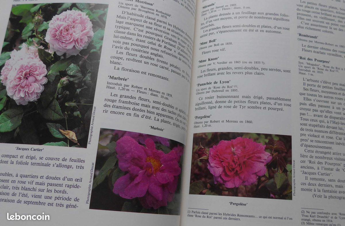 ROSES ANCIENNES et ROSES SAUVAGES DU MONDE par Charlotte Testu : le livre de référence (image 4)