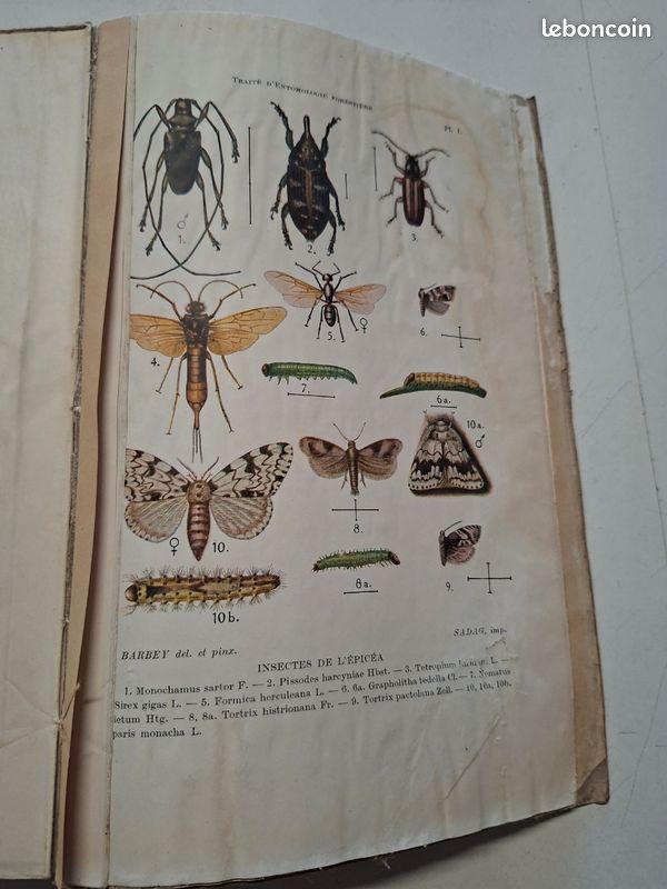 1445J: Traité D Entomologie Forestière A Barbey 1925 8 Planches Couleurs (image 11)