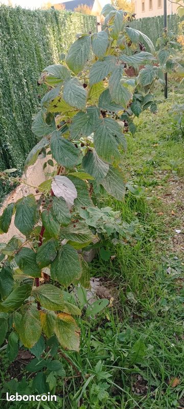 Beaux pieds de framboises (image 4)