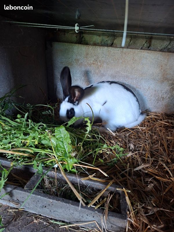 Lapin mâle papillon (image 2)