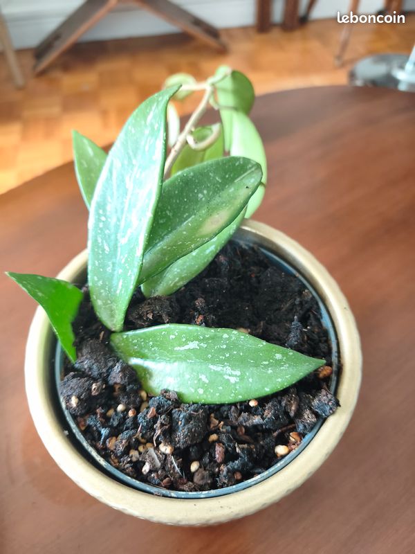 Hoya (image 1)