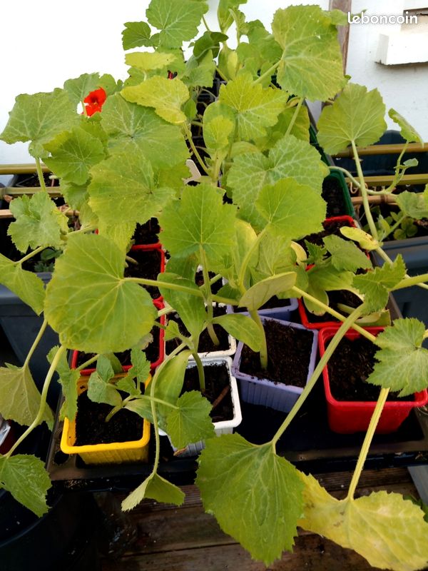 Plant de courgettes bio (image 3)