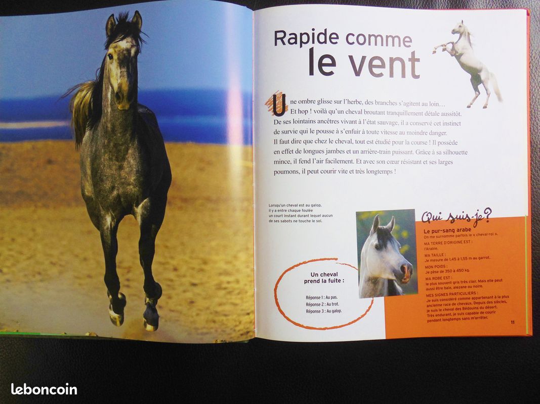 Livre enfant sur les chevaux (à partir de 7 ans) (image 2)