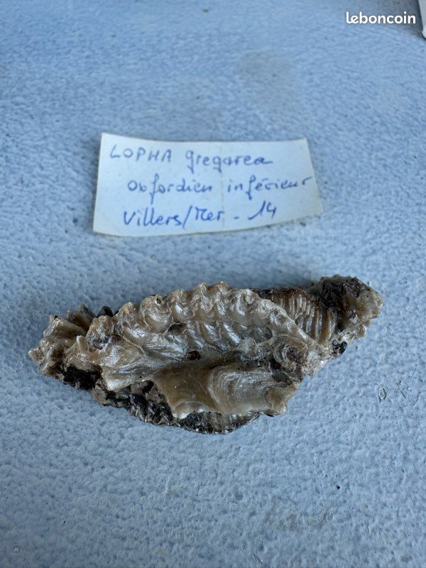 Fossiles TRIGONIA BRONI et LOPHA GREGAREA (image 7)
