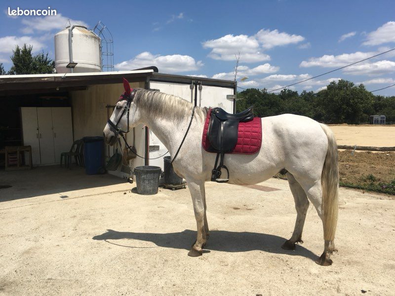 Donut De Dressage Prestige RP - Noir - Cuir - Circonférence 75 Cm - Très Bon état
