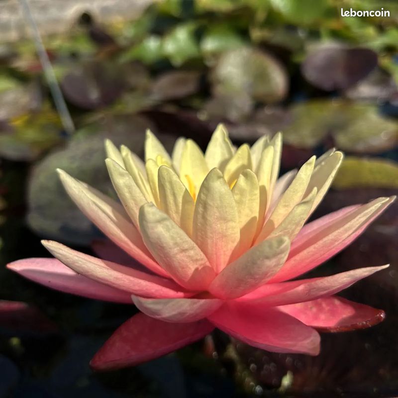 Nenuphar greeg's orange beauty (image 1)