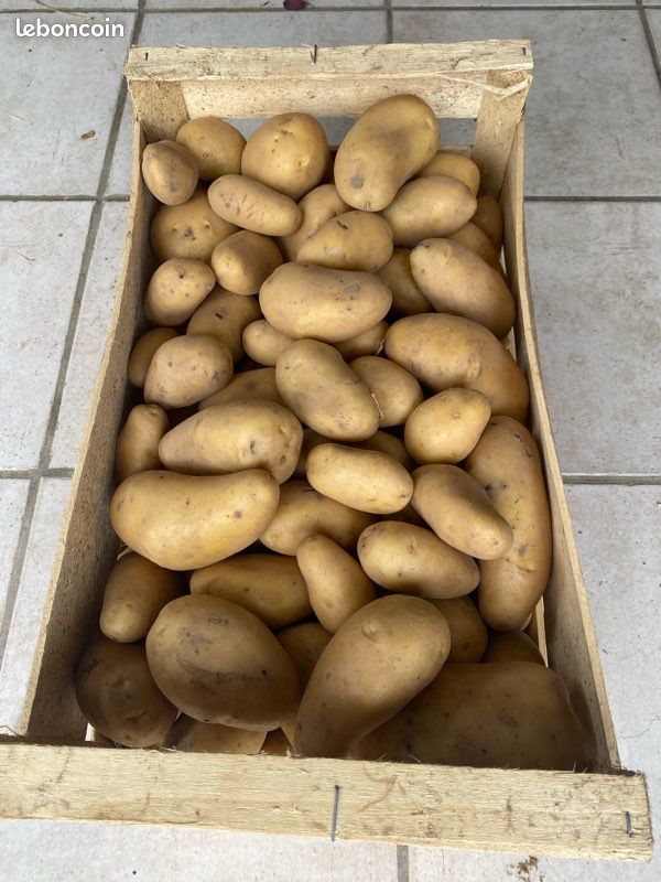 Pomme de terre Monalisa (image 1)
