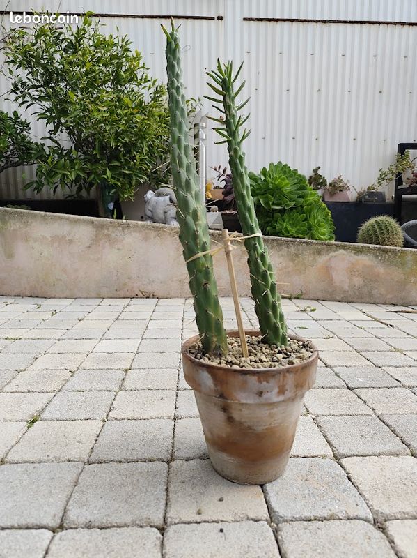 Duo Cactus "Cierge" Cylindropuntia 55cm et 44cm - Pot de 20cm - Jardin &  Plantes