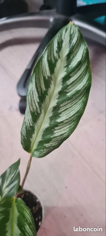 Calathea Fucata Platinium - Jardin & Plantes