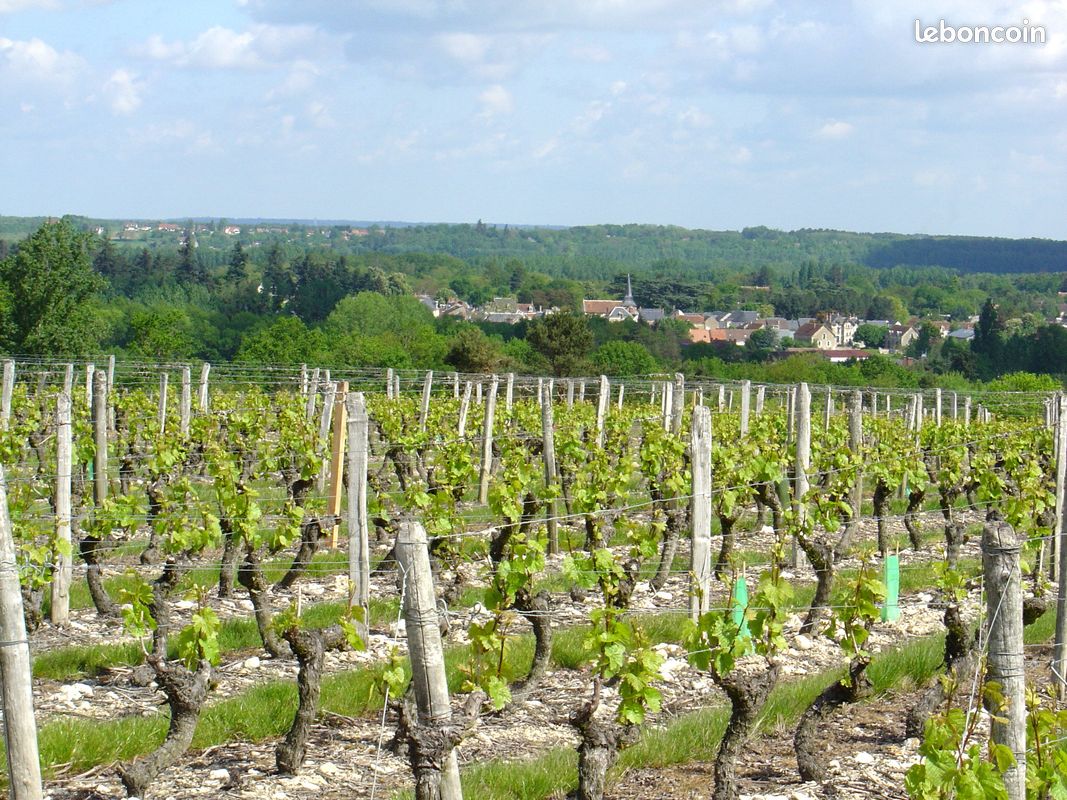 Domaine Viticole - Val-de-Loire · à Mareuil-sur-Cher · 1 500 000 €
