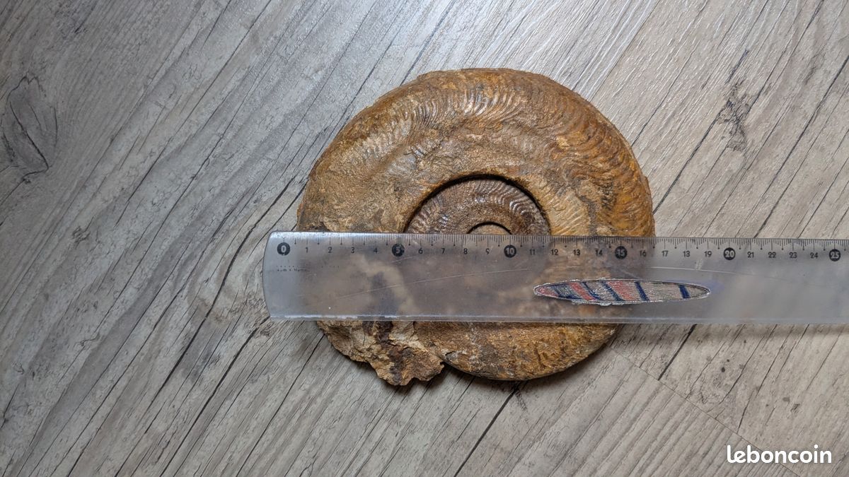 Ammonite (image 3)