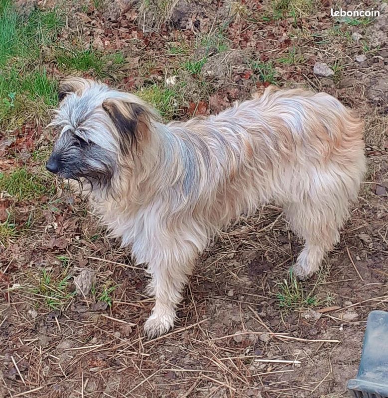 Chiots Berger des Pyrenees / Labrits (image 4)