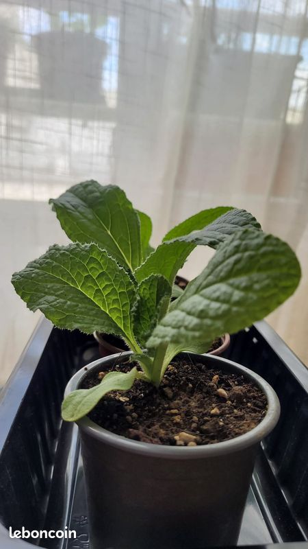 Jeunes Plants de Bourrache Blanche (image 1)