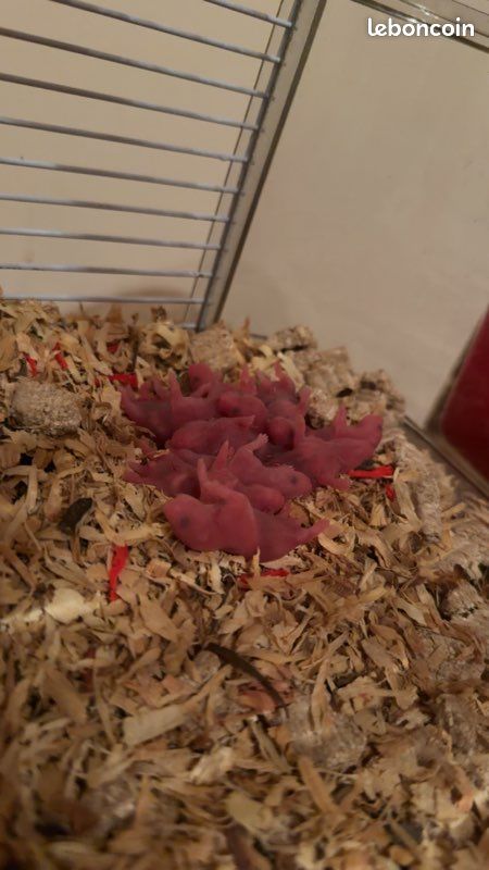 Bébés hamsters (image 1)