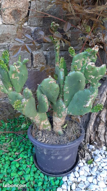 Cactus Figuier de Barbarie (image 2)