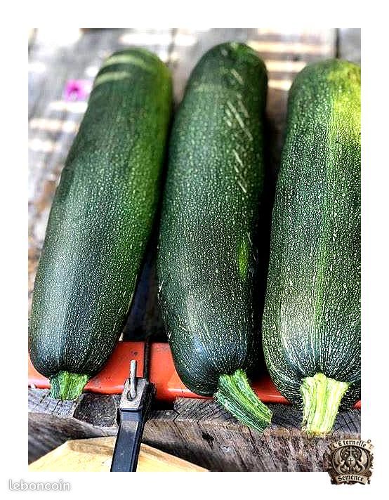 Graines Courgette Zuboda – Variété précoce, vigoureuse et très productive (image 2)