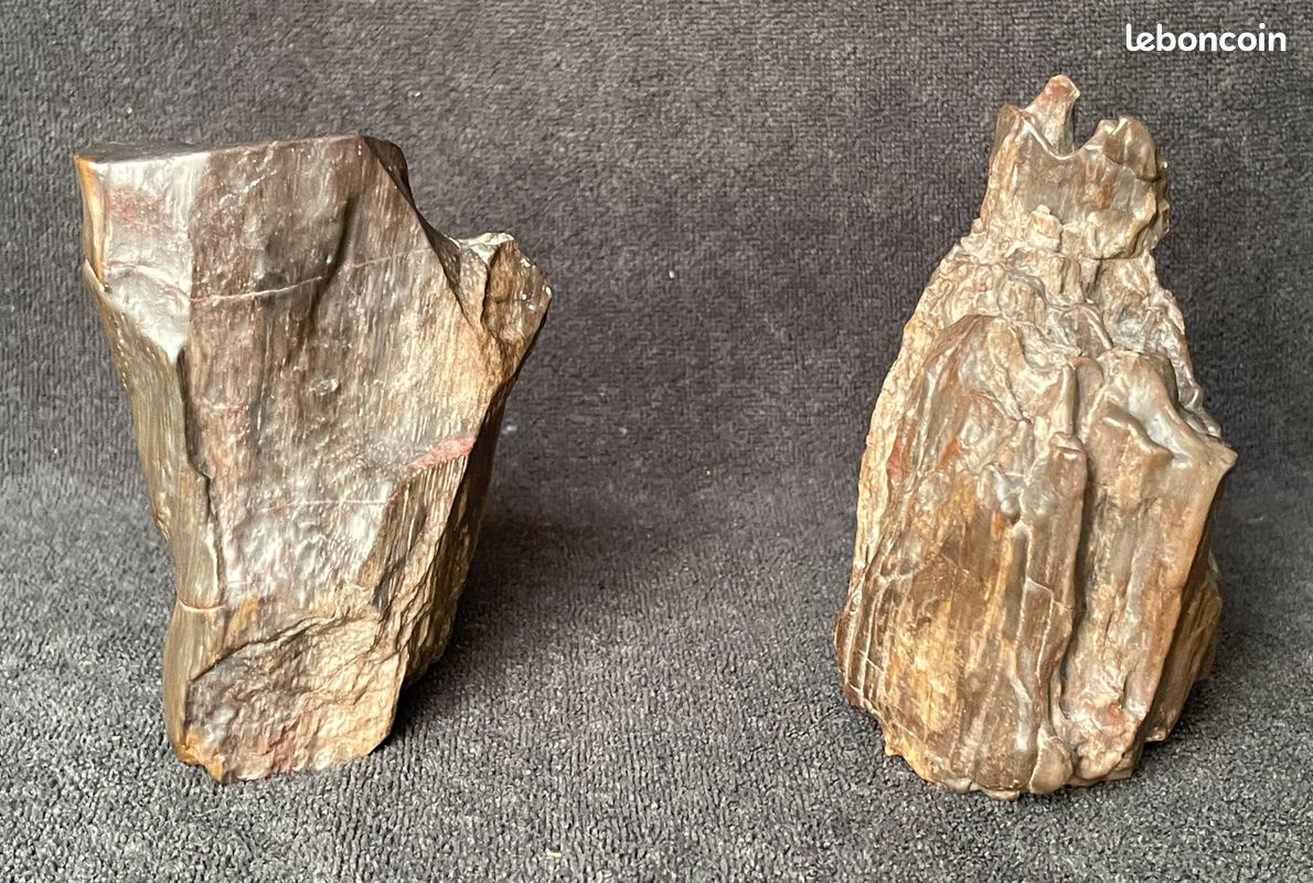 Deux branches de bois pétrifiées fossiles (image 3)