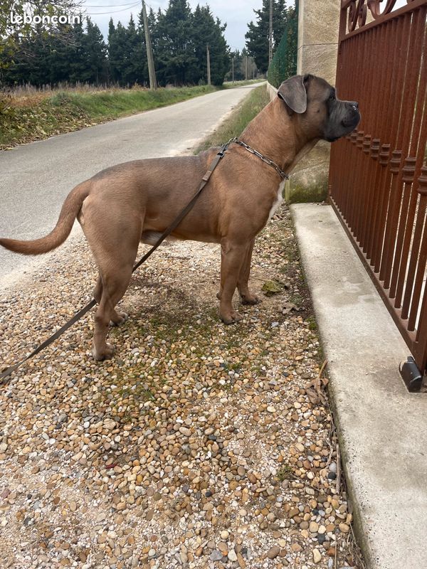 Saillie mâle cane corso (image 2)