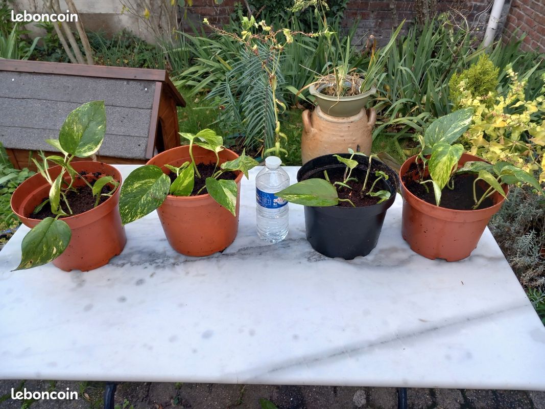 Pots de Chlorophytum et de Pothos Plantes Vertes à partir de 3.50 euros (image 3)