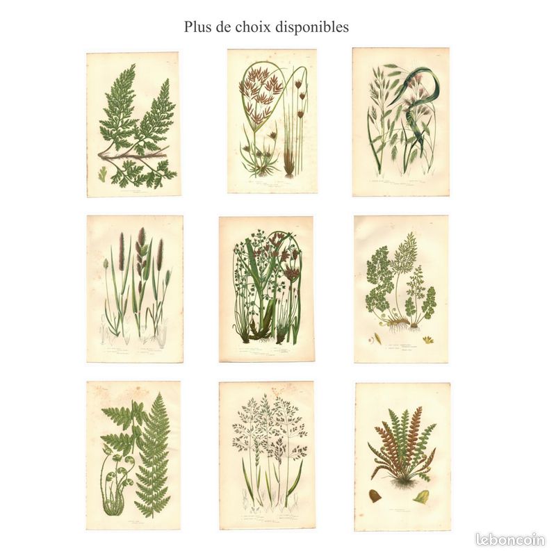 Gravure ancienne. Avoine folle. A. Pratt 1889 - Deco nature (image 4)