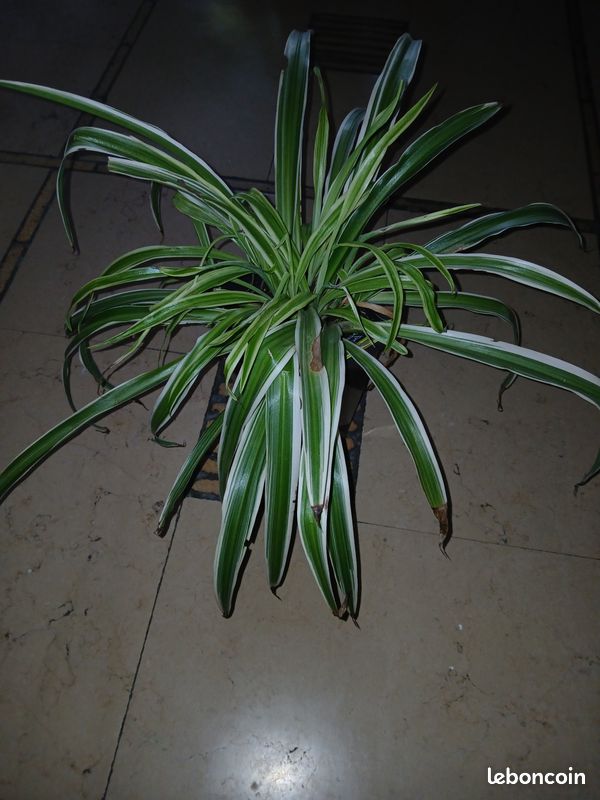 Plante Araignée (image 1)