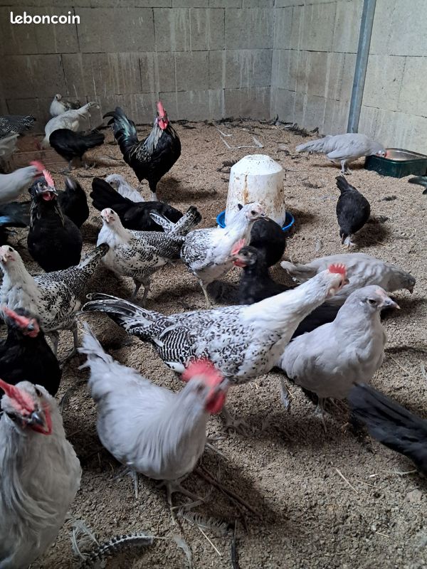 Coqs et poules de barbarie (image 2)