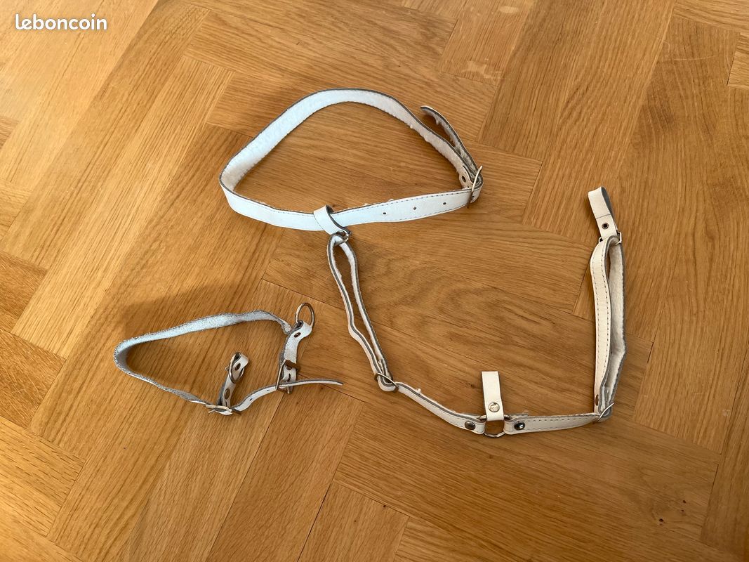 Laisse Ceinture avec Boucle - Bricolage, animaux domestiques (image 2)